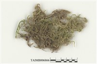 藏品(波葉擬金枝苔)的圖片